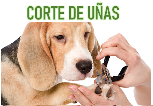 SPA CAN "Siempre Guua guuapos" - Thumbnail