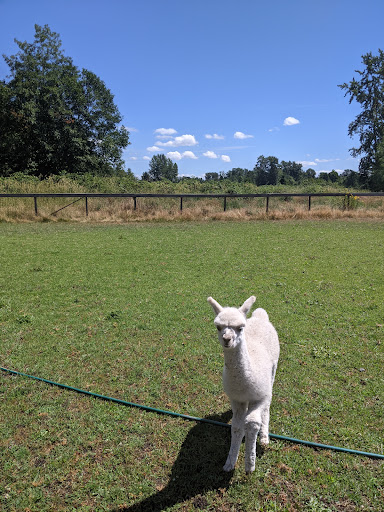 Alpaca Acres Gallery - United States