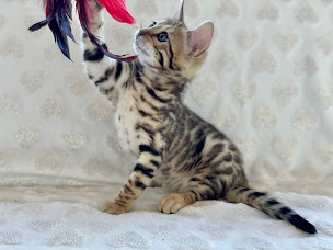 Photo n°4 de Domaine de Jade - Elevage de Chats Bengal et British à Fons (Éleveur de chats)