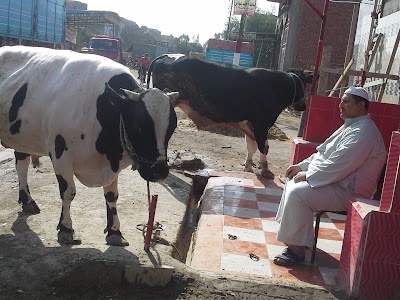 Photos of جزارة الحاج/ حمدى شريف