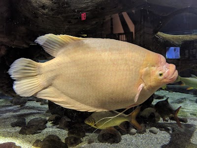 Greater Cleveland Aquarium