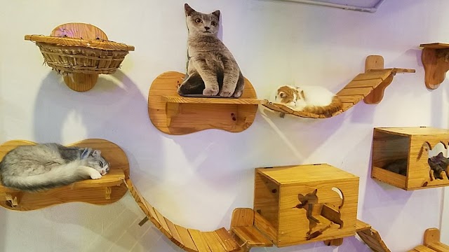 Caturday Cat Cafe