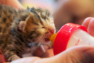 Photo n°10 de Acacia Clinique vétérinaire - Dr Virginie DELPONT à Noisy-le-Roi (Vétérinaire)