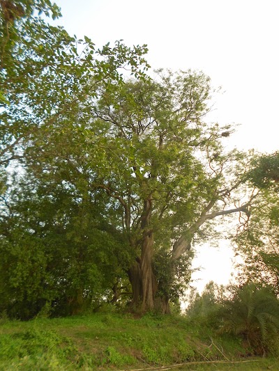 Photos of সৈয়দ পীরের মাজার