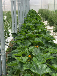 Photo n°4 de Les bïaujardins du Neuvran à Chaon (Ferme bio)