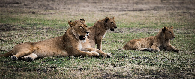 Opinii despre Wild Tanzania - Safari & Kilimanjaro reizen în Leuven - Reisbureau