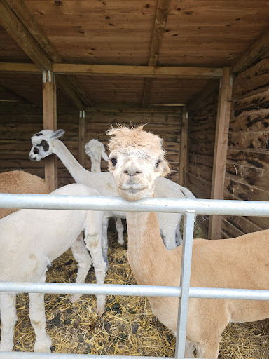 Wymondham Alpacas - Thumbnail
