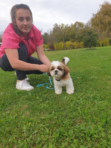Bichedog