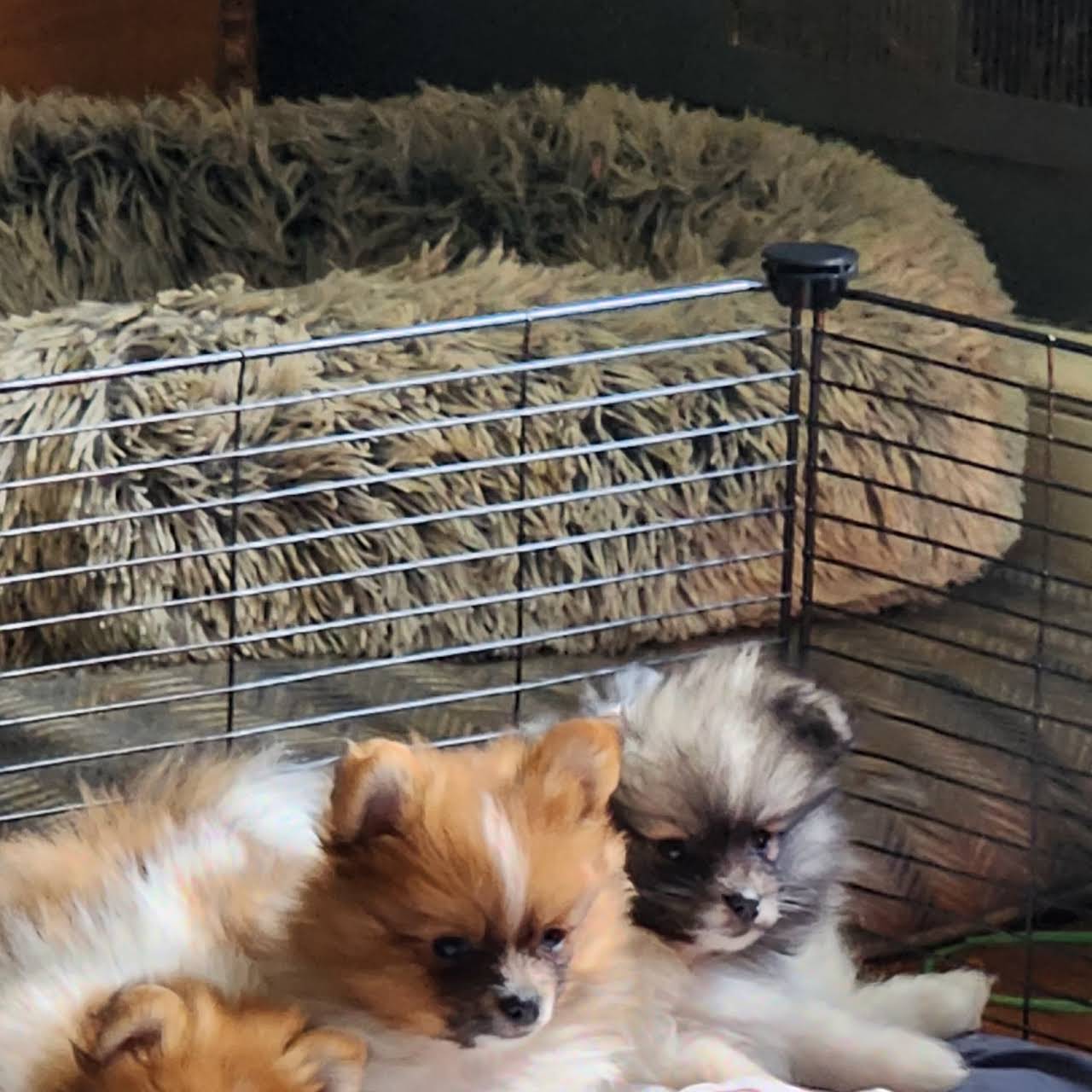 gray pomeranian puppies