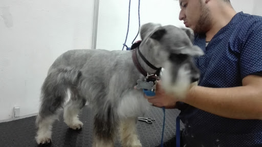 Monsters, PETS Gallery - Mexico