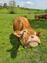 Photo n°1 de Estelle - Ferme La bonne étoile à Reillon (Ferme)