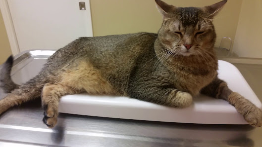 Photo of Southwest Veterinary Hospital Vídeos