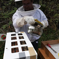Rucher de Sébastien P. & Fils à l'antillière Manche (50) à Saint-Sauveur-Villages