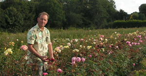 Trevor White Roses - Specialist Growers of Roses Ancient and Modern