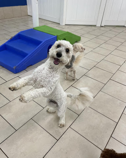 Hounds Town - Clearwater