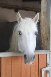 Photo n°16 de MAS DE L'ESPIGUETTE à Le Grau-du-Roi (Ranch)
