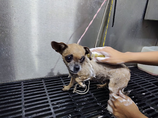 Clínica Veterinaria Canito