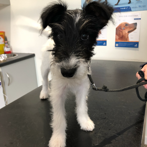 Barry's Vets - Thumbnail