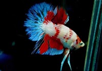 アクアペット佐賀