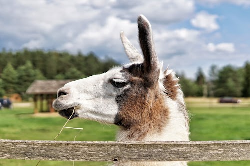 Kamieļu parks “Rakši”