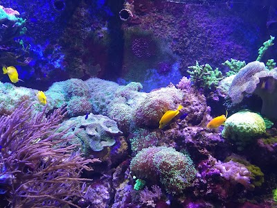 Aquarium of Niagara