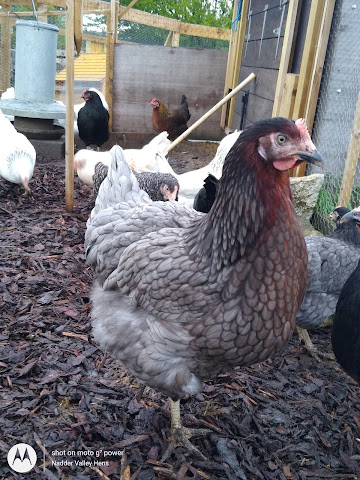 Nadder Valley Hens by null