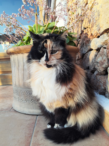 PET friendly formentera - Thumbnail