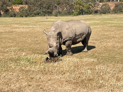Safari Station - Thumbnail