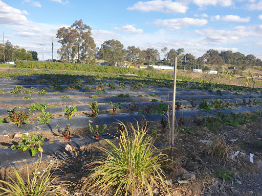 Heng Fresh Farm - Thumbnail