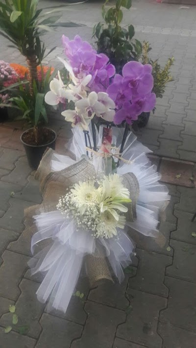 Photos of Gonca Cicek & Davet