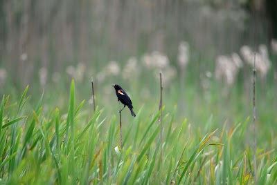 Brinton Run Preserve