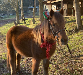 Photo n°5 de Club Hippique Saint Just à Saint-Just-Saint-Rambert (Centre équestre)