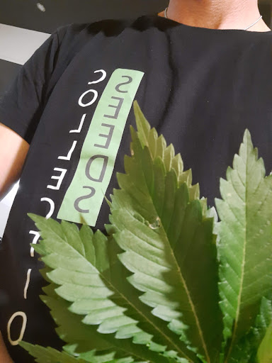 Seeds Collection - Visual
