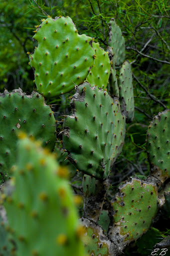 Fotografía Borrego