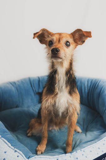 Rainbow Bridge Veterinary Services - Thumbnail