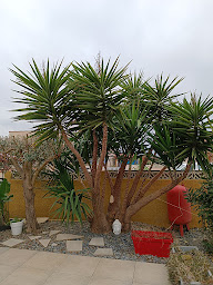 Photo n°24 de AQJ Multi-Services à Canohès (Jardinier)