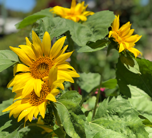 Harvest Newrybar by null