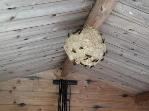 Photo n°6 de Dfg46 à Bretenoux (Service d'extermination des nuisibles)