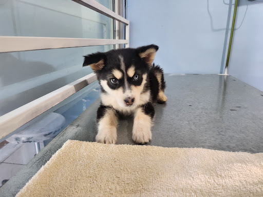 FriendlyVet - Thumbnail