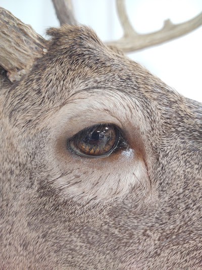 NORTH ANTLER TAXIDERMY