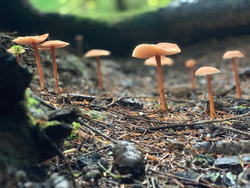Alder Flat Trailhead - Thumbnail