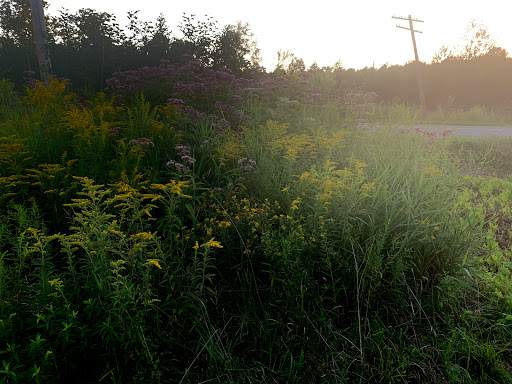 Sutton Spring - Visual