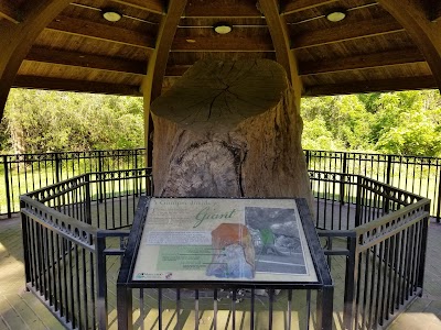 Wye Oak State Park