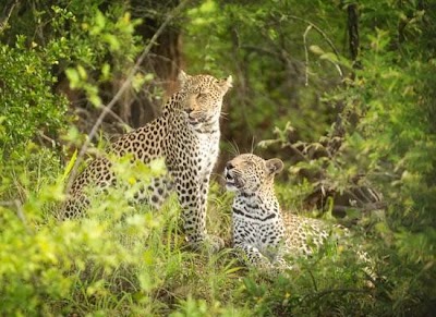 Photos of Tanda Tula Safari Camp