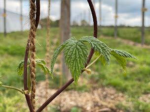 Photo n°4 de Relais des Trois Écluses à Vieilles-Maisons-sur-Joudry (Restaurant)