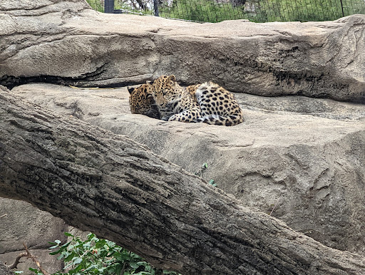 Big Cat Country - Thumbnail