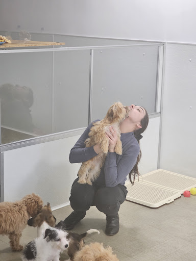 Smart Puppies For Sale, Inc. - Thumbnail