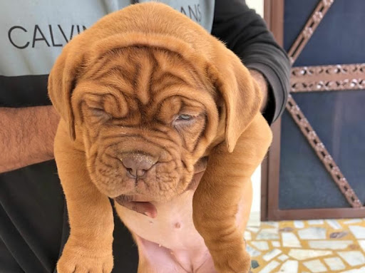French mastiff puppy ready for new home 🏡 post image