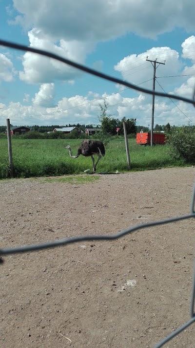Photos of Laurila Ostrich Farm