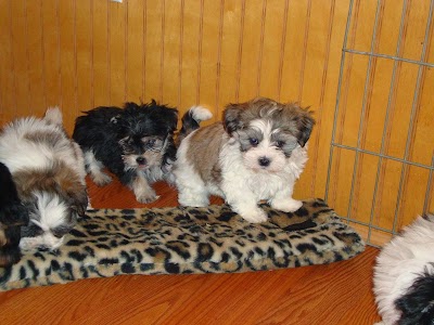 Photos of Aztec Kennel (Toypupsohio)